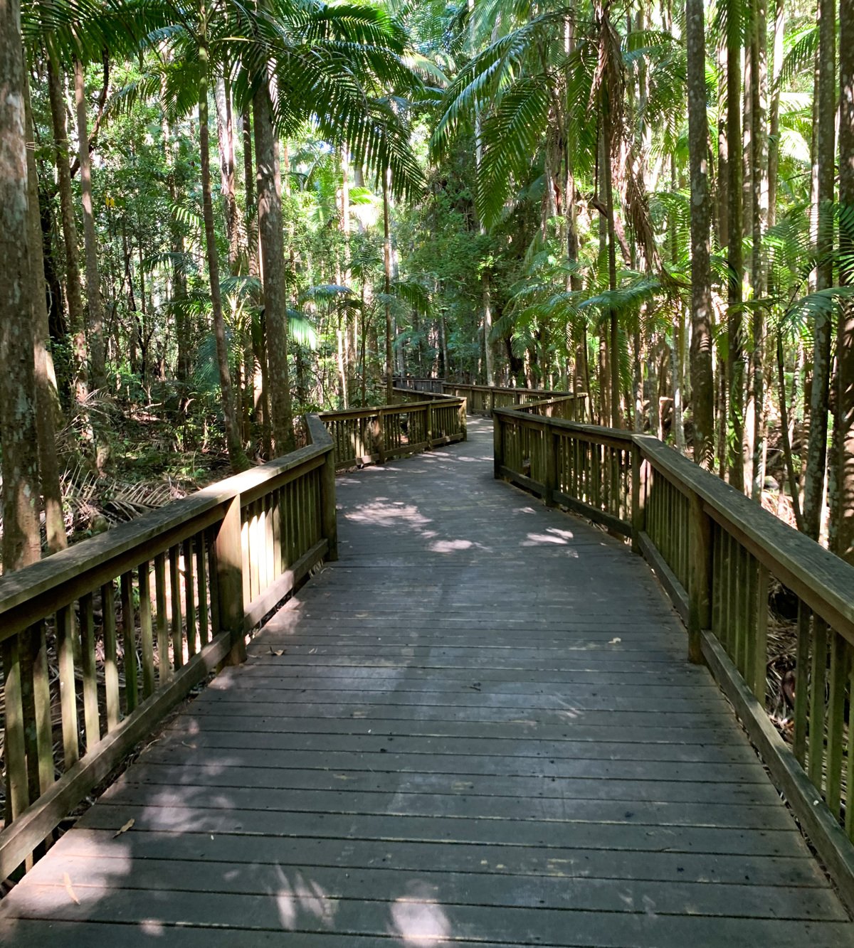 열대우림 산책로와 보드워크 (Rainforest Trails & Boardwalks)